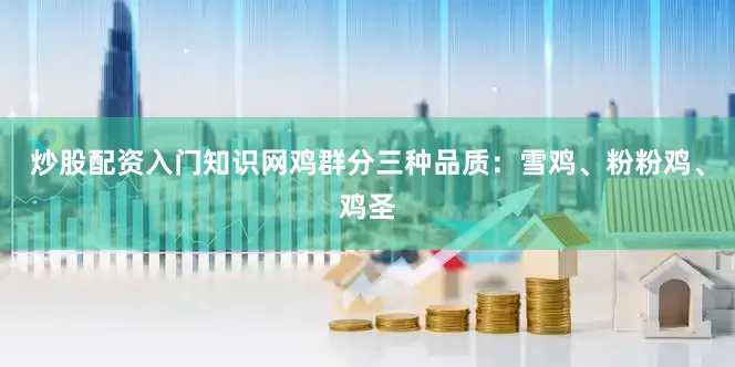 炒股配资入门知识网鸡群分三种品质：雪鸡、粉粉鸡、鸡圣